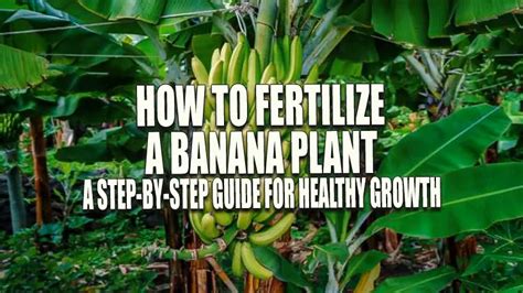 101 Banana Plant Fertilizer Tips: The Ultimate Guide