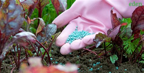 101 Essential Facts You Should Know About Starter Fertilizers