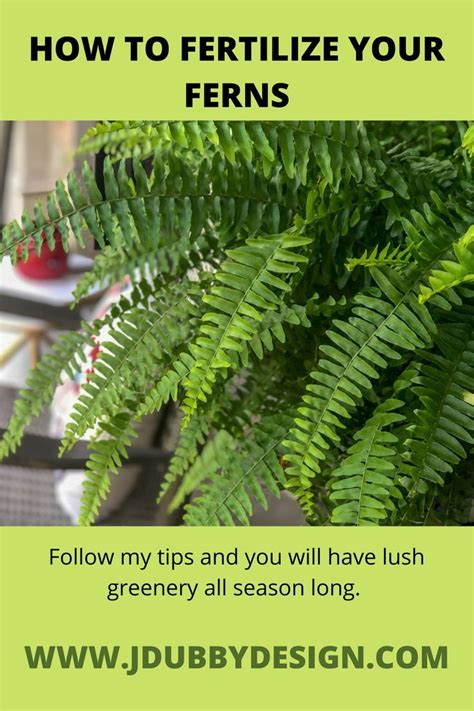 101 Ferns Fertilizers Hacks That Will Make Your Plants Thrive