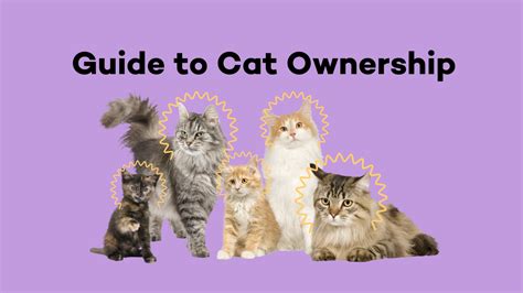 101 Guide to Cat & Dog Shelters: Saving Lives One Pet at a Time