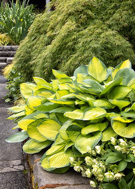 101 Hosta Facts: A Comprehensive Guide to the Beloved Shade Plant