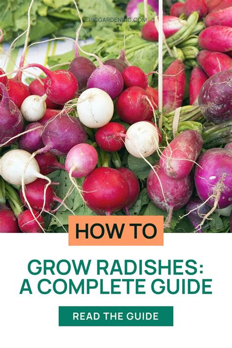 101 Radishes: The Ultimate Guide to Fertilizing Your Root Crops