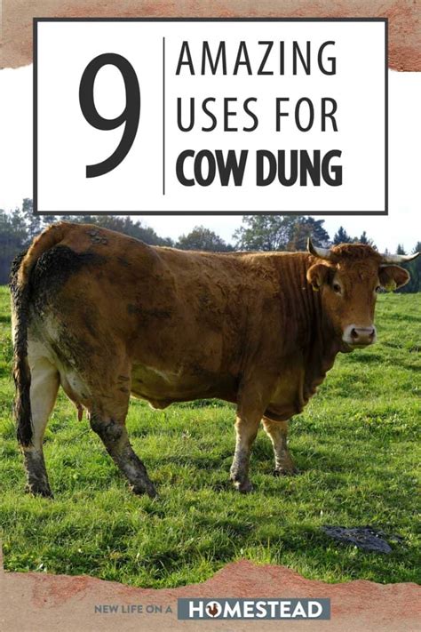 101 Things You Didn't Know About Cow Dung Crusher