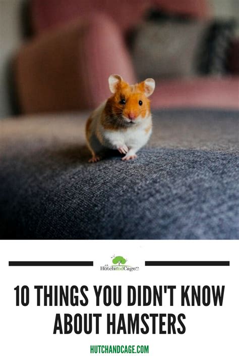 101 Things You Didn't Know About Hamstrs