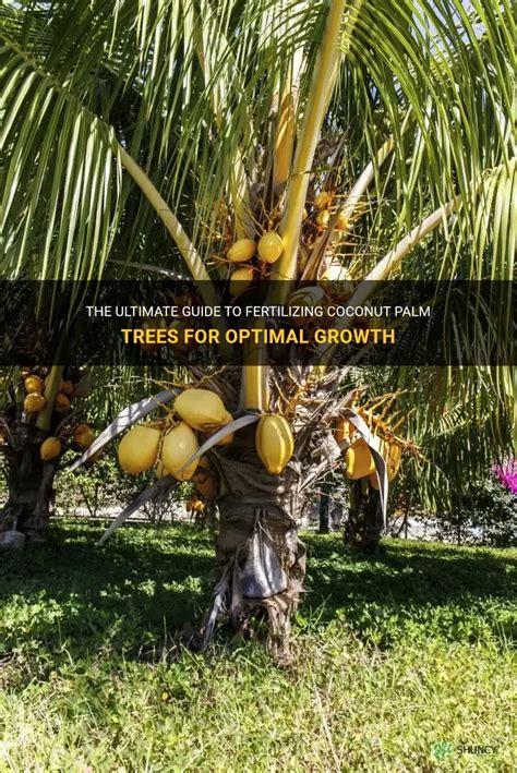 101 Ultimate Guide to Fertilizing Coconut Plants for Maximum Yields