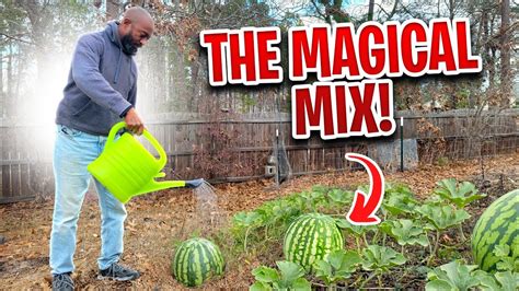 101 Watermelon Fertilizer Tips for Bountiful Harvests