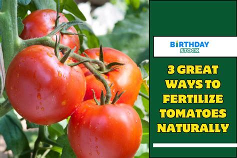 101 Ways to Fertilize Your Tomatoes Naturally