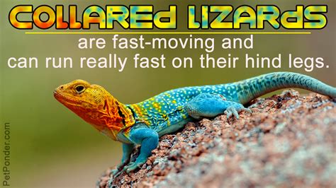 101 amazing facts about lizards 101 amazing facts about lizards Kindle Editon