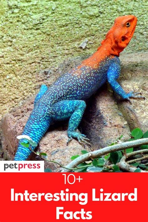 101 amazing facts about lizards 101 amazing facts about lizards Kindle Editon