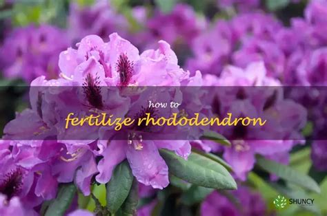 101 on Rhododendron Fertilizer: The Ultimate Guide