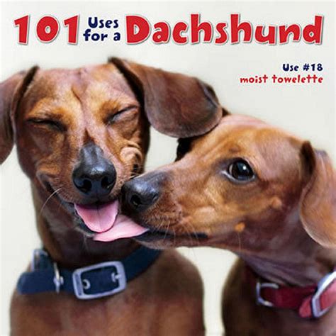 101 uses for a dachshund Doc