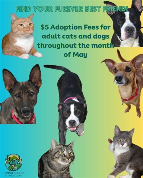 108. Dog Adoption Awareness Month: Find Your Furever Friend!