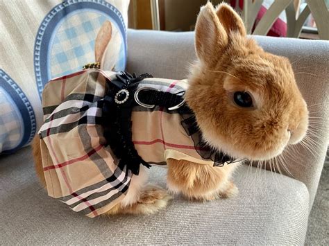 10k+ Bunnies in Outfits for Your Visual Delight