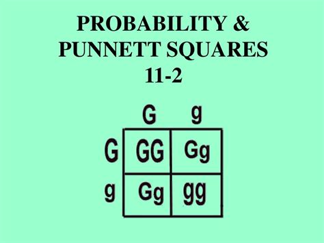 11 2 Probability Punnett Squares Answers Doc