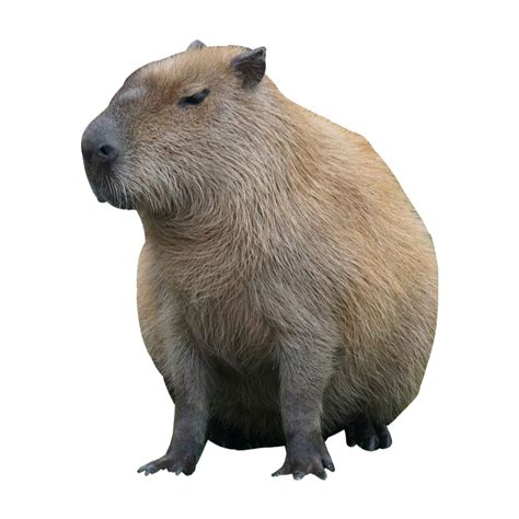 11 Captivating Capybara PNG Images for Your Collection