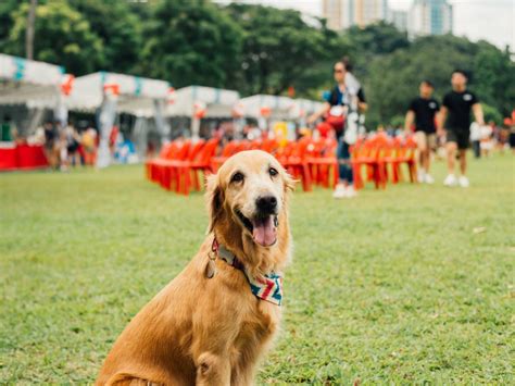 11 Illegal Pets That Singaporeans Wish They Could Own in 2025