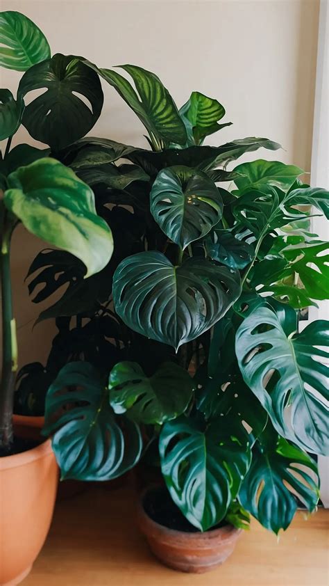 11 Leafy Plants to Brighten Your Home