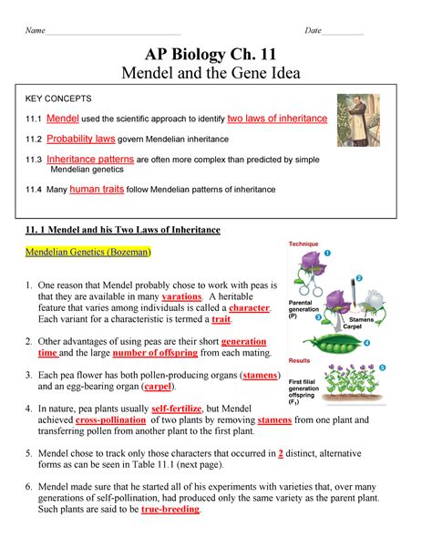 11 Mendelian Patterns Of Inheritance Answer Key Doc