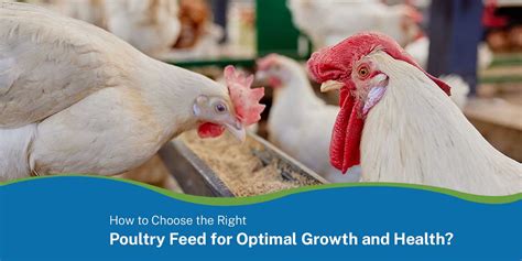 11 Poultry Feed Equipment Essentials for Optimal Growth and Production