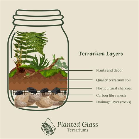 11 Thrilling Terrarium Fun Facts You Need to Know in 2025