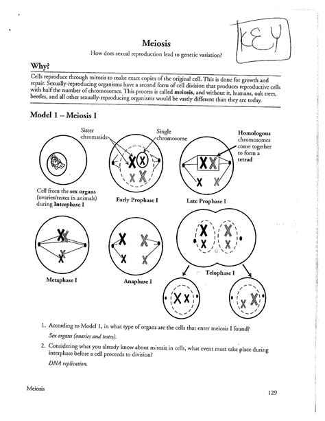 114 Meiosis Worksheet Answer Key Epub