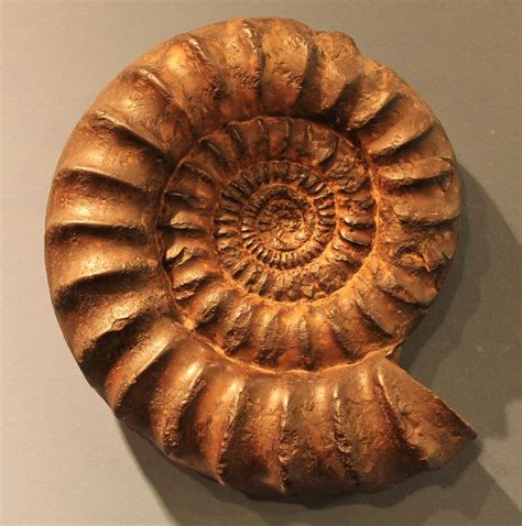 12,000-Year-Old Ammonite Fossil Spiritual Meaning: A Guide to Its Powers and Symbolism