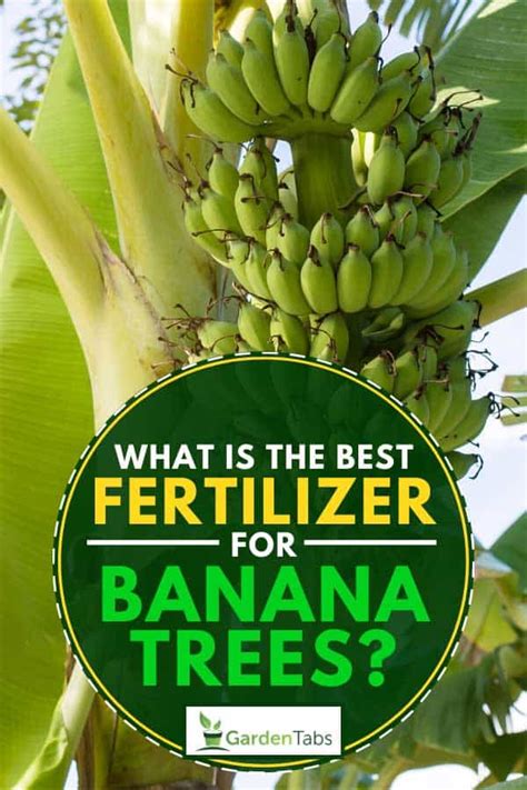 12 Essential Fertilizers for Banana Plants: The Ultimate Guide