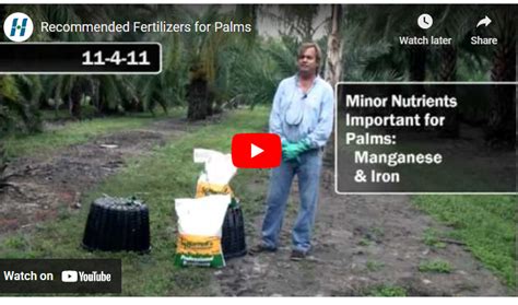 12 Essential Fertilizers for Palm Trees: A Comprehensive Guide