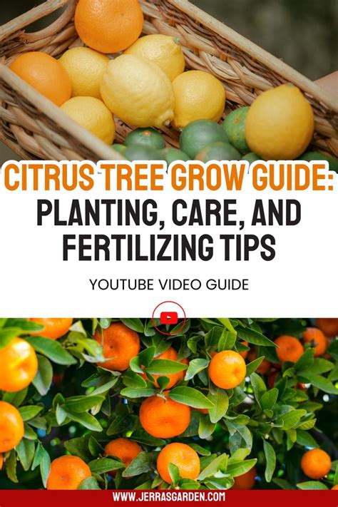 12 Essential Tips for Fertilizing Citrus Trees: A Comprehensive Guide