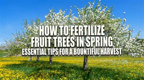 12 Essential Tips on Fertilizing Apple Trees