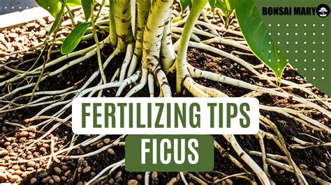 12 Essential Tips on Fertilizing Tropical Plants for Optimal Growth