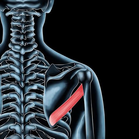 12 Essential Tips to Relieve Pain Teres Major Muscle