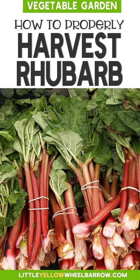 12 Extraordinary Fertilizer Strategies for Bountiful Rhubarb Harvests