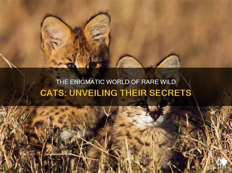 12 Extraordinary Species of Wild Cats Roaming the Globe