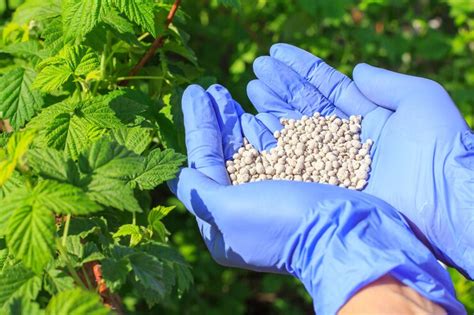 12 Fertilizer Options for Bushes: A Comprehensive Guide for Optimal Plant Growth