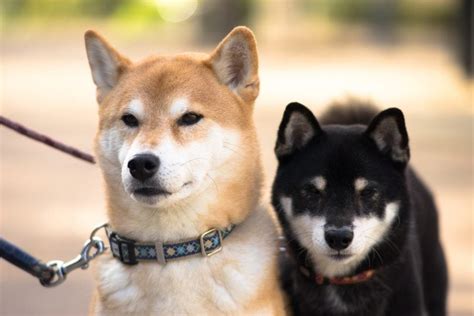 12 Incredible Japanese Dog Breeds: Unlock the Enchanting World of Canine Culture