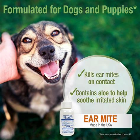 12 Life-Saving Mite Medicines for Dogs: The Ultimate Guide