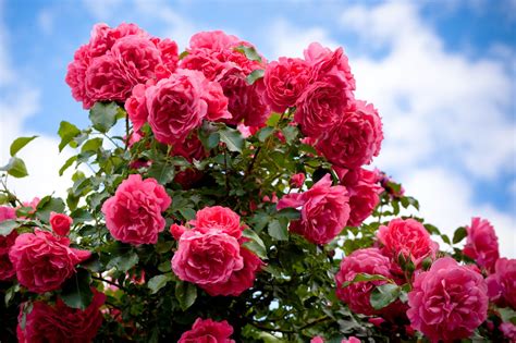 12 Marvelous Methods for Creating Organic Rose Fertilizer