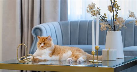 12 Paw-some Hotels That Allow Cats to Join the Vacation Fun