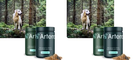 12 Proven Heart Medicine for Dogs That Will Help Them Live Longer, Healthier Lives