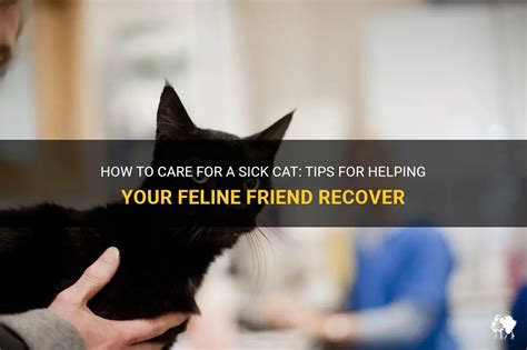 12 Signs My Cat Is Sick: Recognizing When Your Feline Friend Needs Help