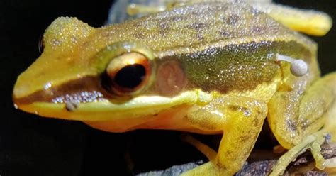 12 Surprising Discoveries About Frog Sheep