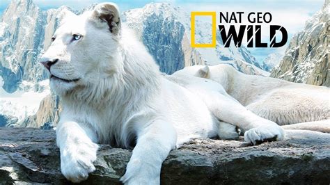 12 Unmissable Nat Geo Documentaries to Captivate You