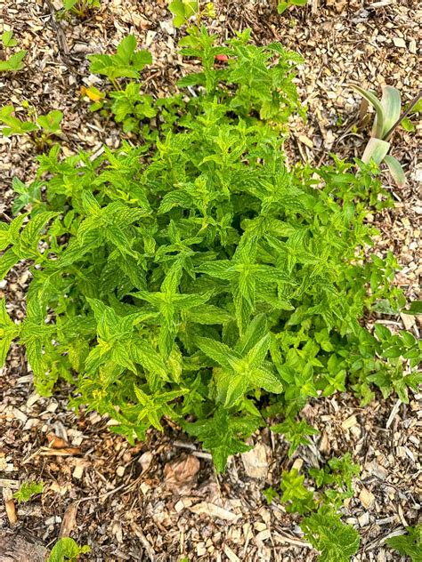 13 Essential Fertilizer Tips for a Bountiful Mint Harvest