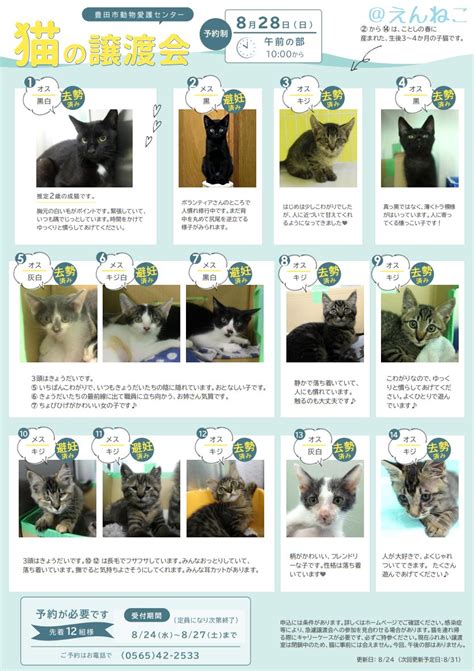 14匹のかわいい猫たち