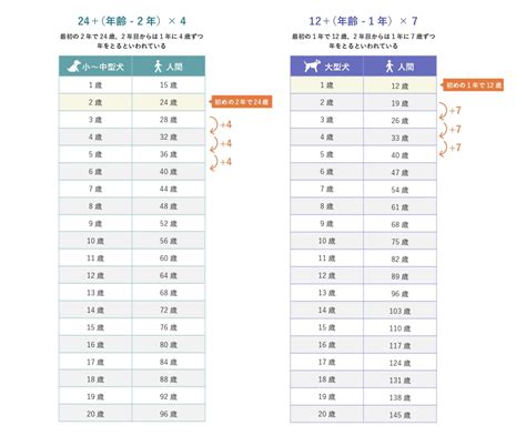 14歳を迎えた愛犬チワワ、人間の年齢換算はなんと何歳？