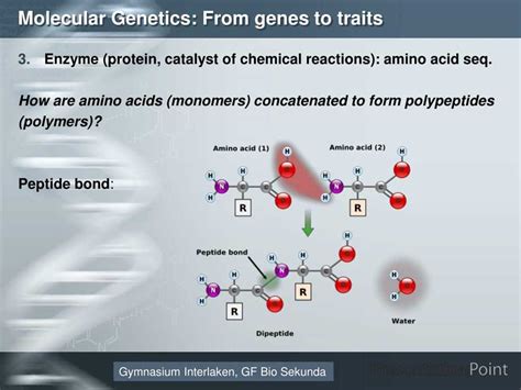 14 3 Human Molecular Genetics Answer Key Doc