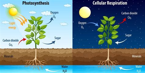 14 photosynthesis and respiration s Epub