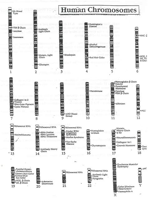 141 Human Chromosomes Study Guide Answers Reader