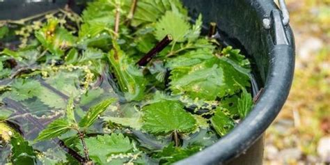 15,000 Uses of Nettle Fertilizer: The Ultimate Guide